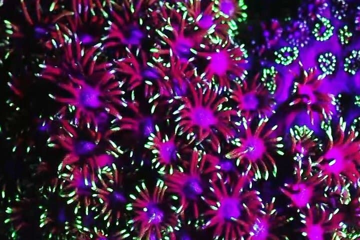 Night Fluorescent Dive on Koh Phangan: Ultraviolet Coral Experience photo 3