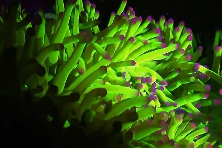 Night Fluorescent Dive on Koh Phangan: Ultraviolet Coral Experience photo 4