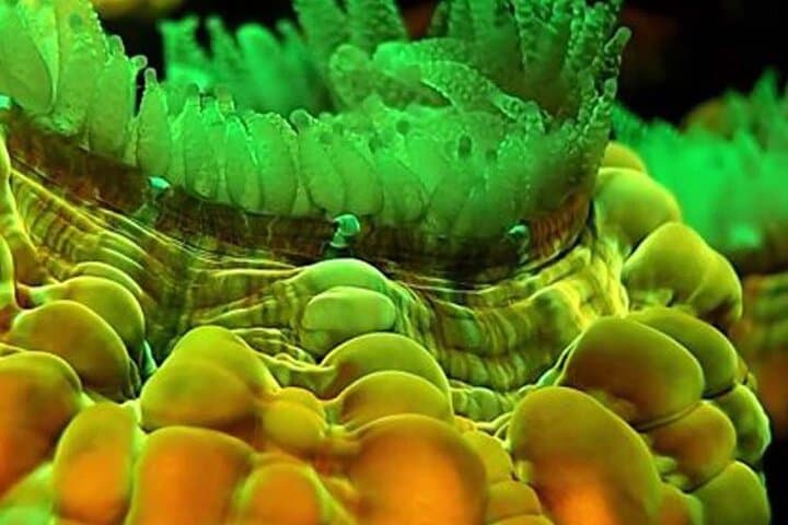 Night Fluorescent Dive on Koh Phangan: Ultraviolet Coral Experience photo 5