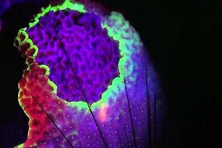 Night Fluorescent Dive on Koh Phangan: Ultraviolet Coral Experience photo 6