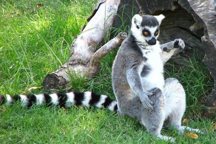 Temaikèn Biopark Day Trip from Buenos Aires — Transfer, Tickets & Wildlife Encounters photo 6