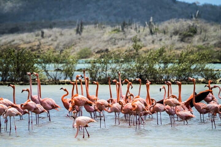 Curacao City Highlights: 4-Hour Willemstad Shore Excursion & Beach Stop photo 6