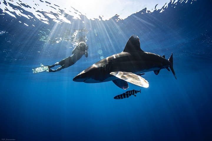 Open Water Shark Dive on Oahu's North Shore — Haleiwa Shark Snorkel Experience photo 2
