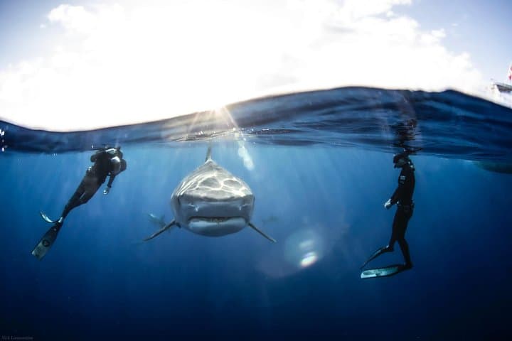 Open Water Shark Dive on Oahu's North Shore — Haleiwa Shark Snorkel Experience photo 3