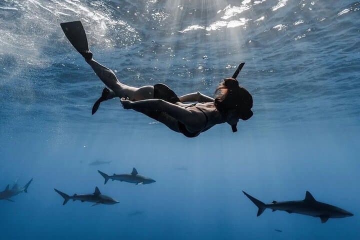 Open Water Shark Dive on Oahu's North Shore — Haleiwa Shark Snorkel Experience