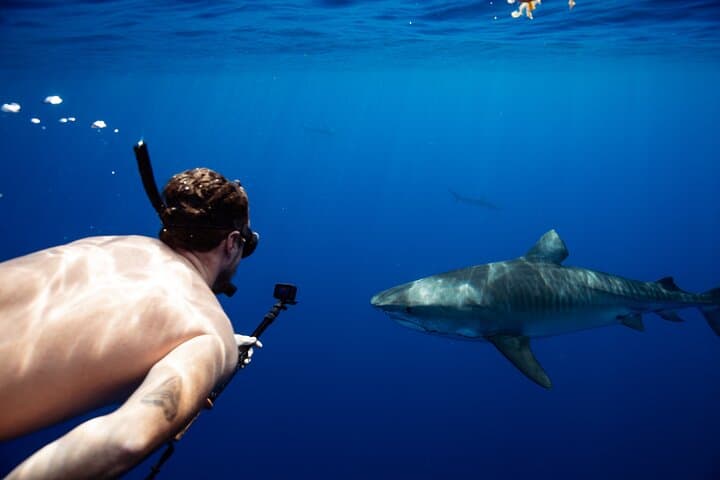 Private Shark Dive Oahu: Guided North Shore Shark Snorkel from Haleiwa Harbor