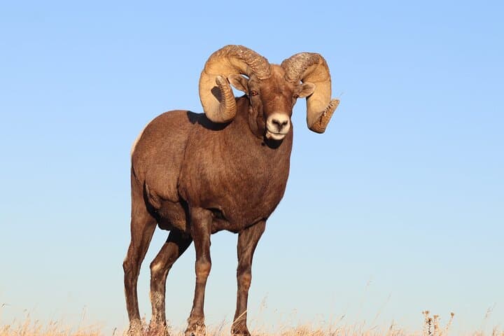 Badlands Sunset & Night Sky Wildlife Tour — Evening Views & Stargazing