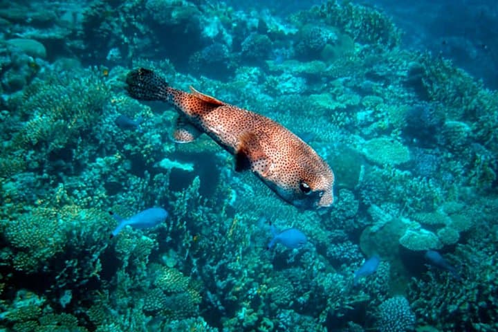Sea Scope Semi-Submarine Marsa Alam: Red Sea Underwater Safari Without Getting Wet