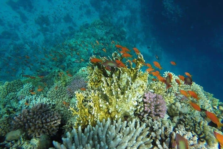 Hamata Islands Snorkeling Trip from Marsa Alam — Full-Day Boat Adventure photo 4