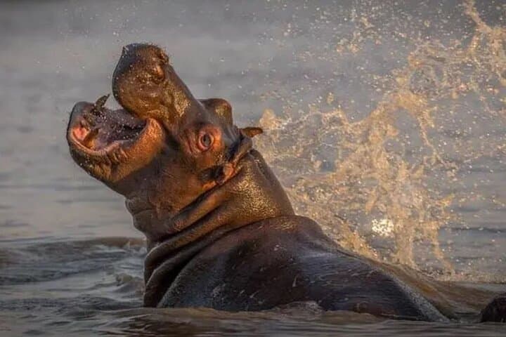2-Day Hluhluwe & iSimangaliso Wetlands Safari from Durban — Big 5, Hippo & Croc Cruise photo 5