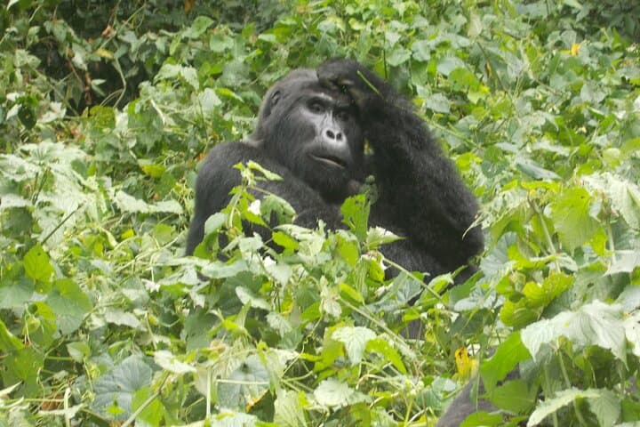 2-Day Gorilla Trek in Bwindi from Kigali: Rushaga Permits & Practical Guide photo 4