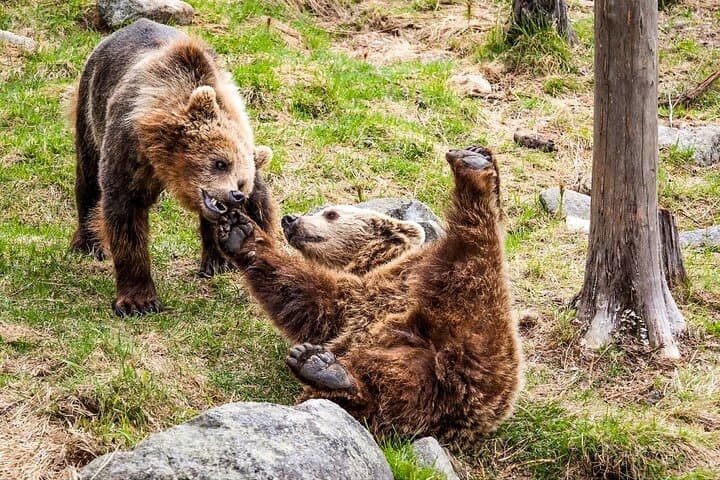 Ranua Wildlife Park: Arctic Animal Safari from Rovaniemi photo 2