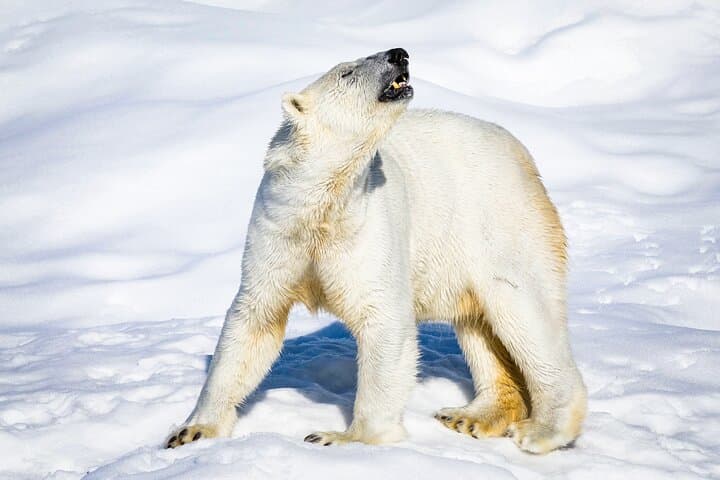 Two Days in Lapland: Ranua Wildlife, Reindeer Farm & Northern Lights Tours photo 3