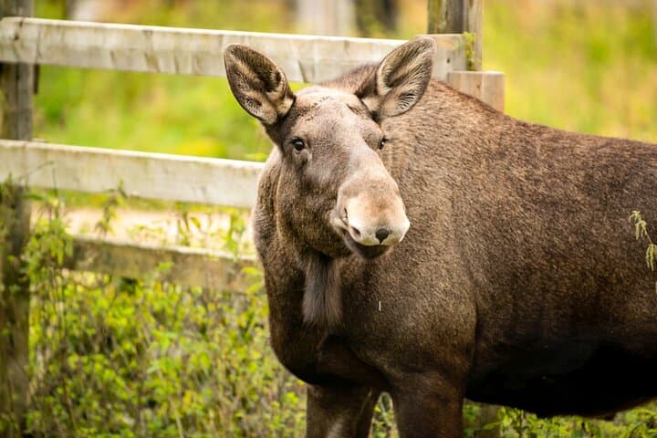 Ranua Wildlife Park: Arctic Animal Safari from Rovaniemi photo 3