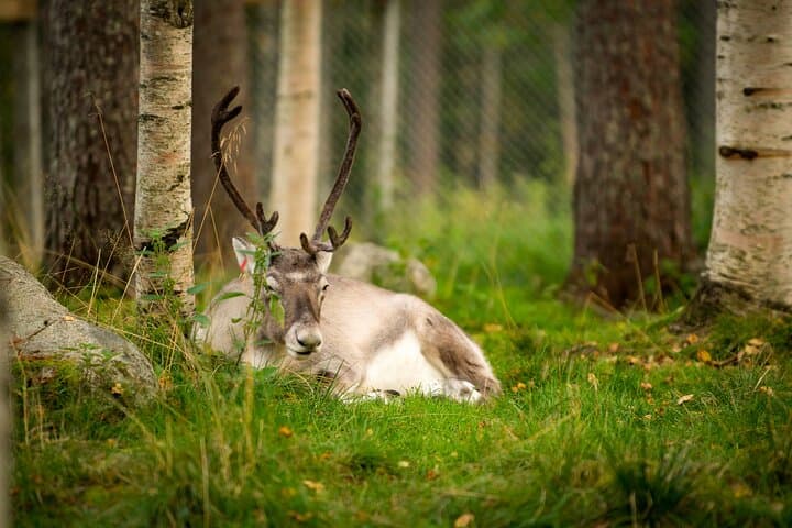 Ranua Wildlife Park: Arctic Animal Safari from Rovaniemi photo 4