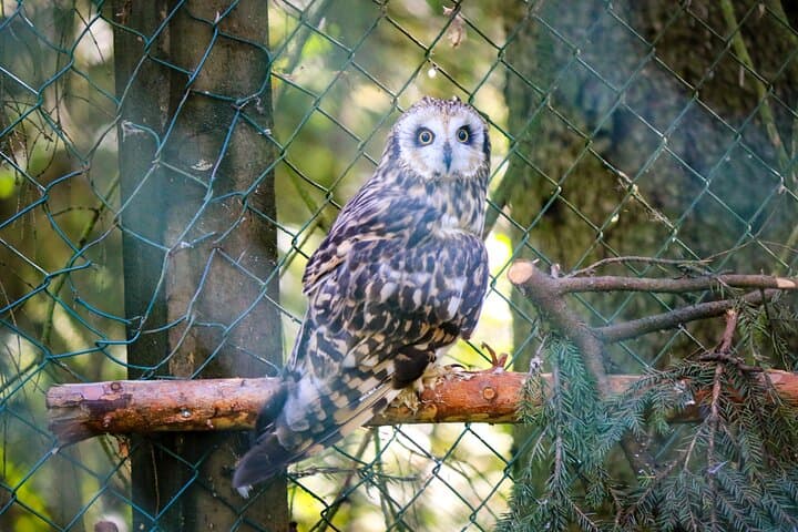 Ranua Wildlife Park: Arctic Animal Safari from Rovaniemi photo 5