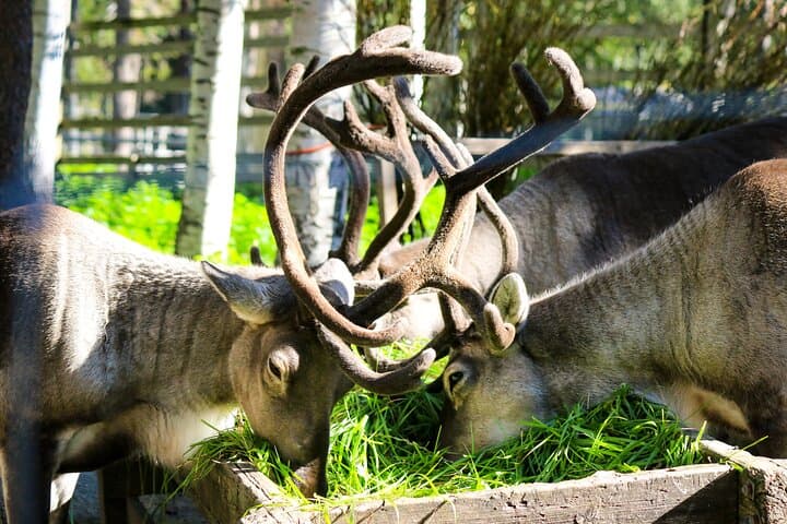 Ranua Wildlife Park: Arctic Animal Safari from Rovaniemi photo 6