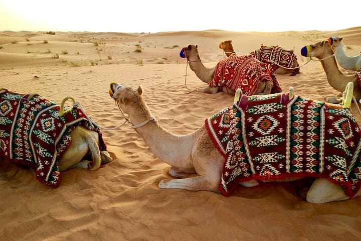 Dubai Desert Safari: Dune Bashing, Camel Ride & BBQ Night Experience photo 4