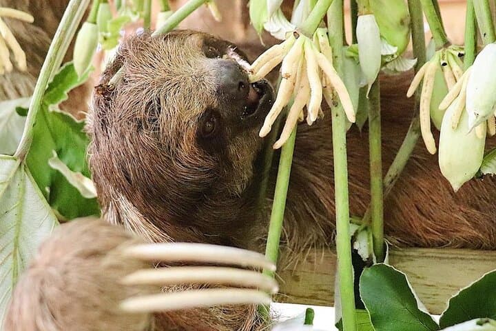 Roatán Sloth & Monkey Sanctuary Tour with West Bay Beach and Chocolate Factory photo 3