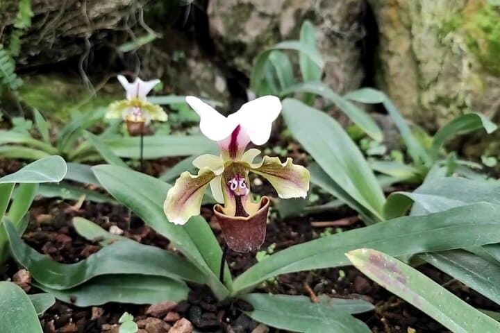 Mindo Cloud Forest Hummingbird & Orchid Private Tour from Quito photo 4