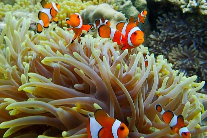 Trang Emerald Cave & 3-Island Snorkel: Koh Kradan, Koh Mook, Waen photo 4