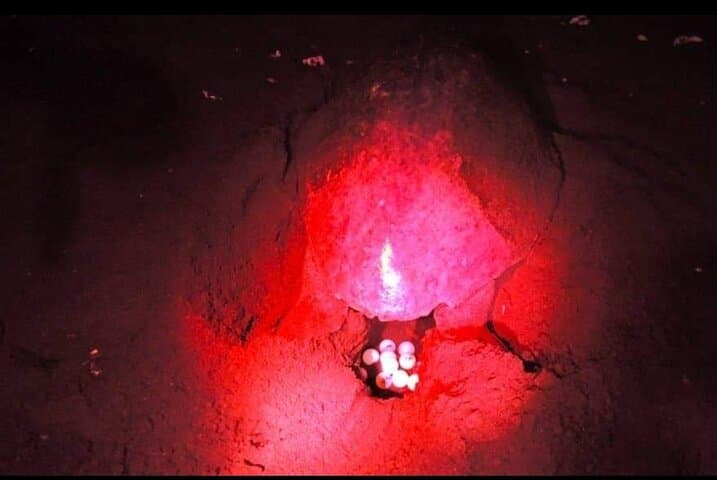 Tangalle Night Turtle Watching — Rekawa Turtle Nesting Experience photo 3