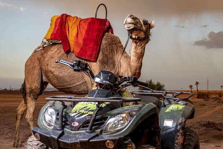Sunset Quad and Camel Ride through Marrakech's Palm Grove photo 6