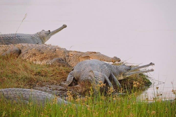Ranthambore Crocodile Safari: Palighat Boat Ride, Village Walk & Hi-Tea photo 1