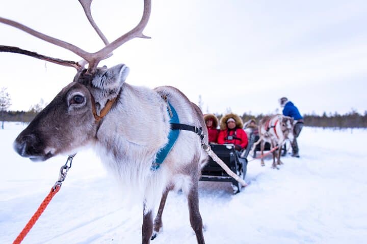 Two Days in Lapland: Ranua Wildlife, Reindeer Farm & Northern Lights Tours photo 2