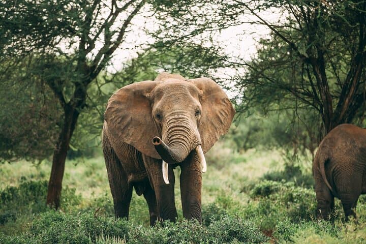 Selous Game Reserve 2-Day Safari from Zanzibar: Wildlife, Logistics & Tips photo 5