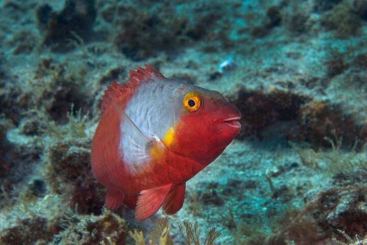 Guided Snorkel Experience in Lanzarote — Papagayo Snorkeling Tour photo 4