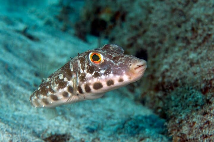 Guided Snorkel Experience in Lanzarote — Papagayo Snorkeling Tour photo 2