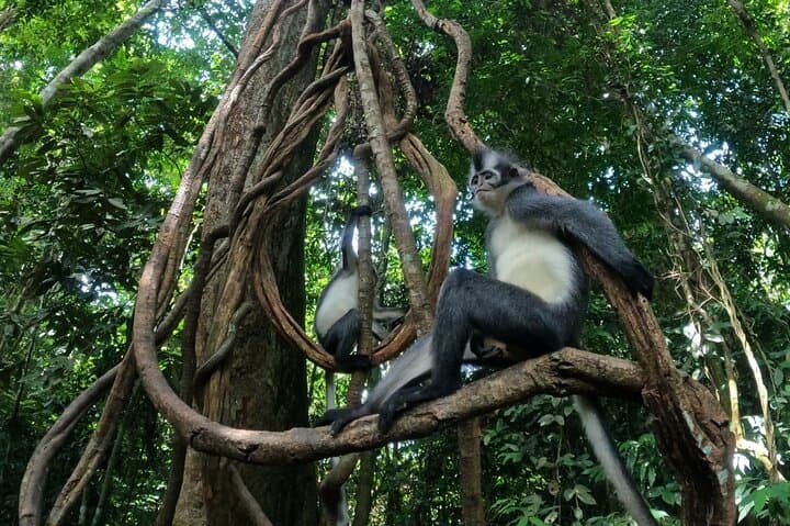 2-Day Bukit Lawang Jungle Trek to See Wild Orangutans photo 4