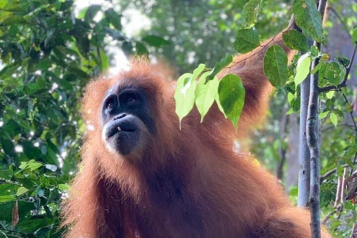 2-Day Bukit Lawang Jungle Trek to See Wild Orangutans photo 5