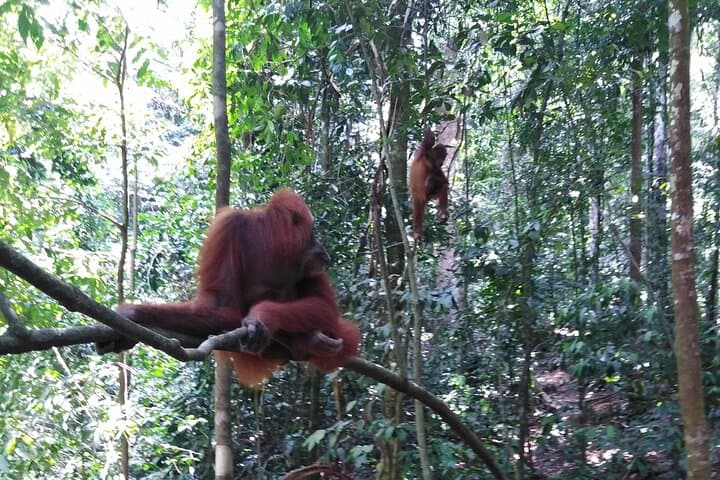 2-Day Bukit Lawang Jungle Trek to See Wild Orangutans photo 6