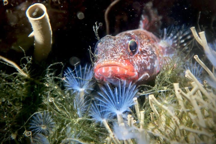Eco Try Dive in Sesimbra: Intro Scuba and Marine Reserve Clean-up photo 5