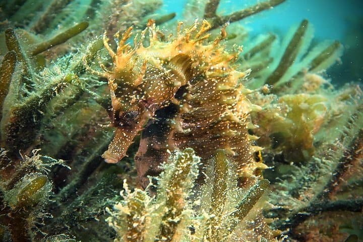 Eco Try Dive in Sesimbra: Intro Scuba and Marine Reserve Clean-up photo 3