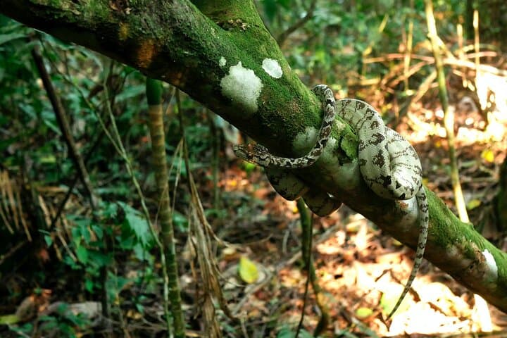 Manu Reserved Zone: 6-Day Rainforest & Wildlife Expedition from Cusco photo 4