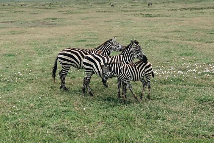3-Day Private Budget Safari to Serengeti & Ngorongoro photo 4
