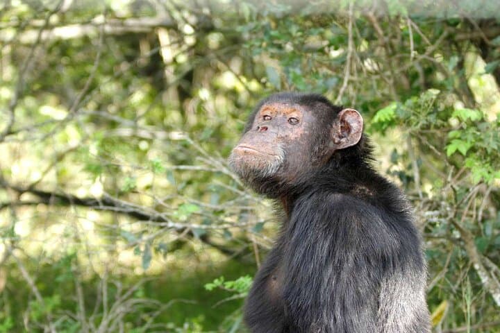 Full-Day Ol Pejeta Conservancy Safari & Chimpanzee Sanctuary: See Rhinos, Chimpanzees, and Mount Kenya Views photo 5
