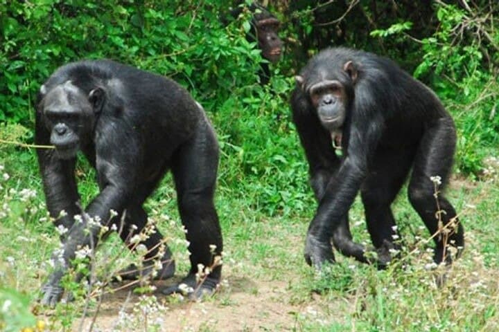 Full-Day Ol Pejeta Conservancy Safari & Chimpanzee Sanctuary: See Rhinos, Chimpanzees, and Mount Kenya Views