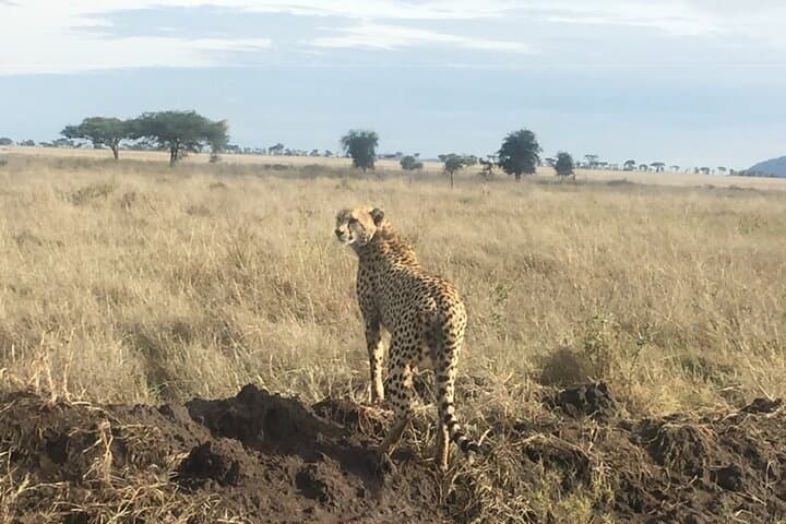 3-Day Private Budget Safari to Serengeti & Ngorongoro photo 3