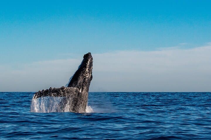 Private Waikiki Whale Watching Yacht Cruise: Humpbacks & Ocean Wildlife