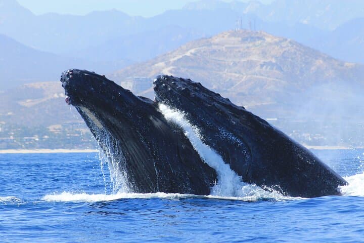 Cabo San Lucas Whale Watching: Arch, Sea Lions & Humpbacks