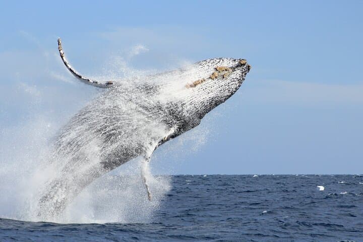 Cabo San Lucas Whale Watching: Arch, Sea Lions & Humpbacks photo 3