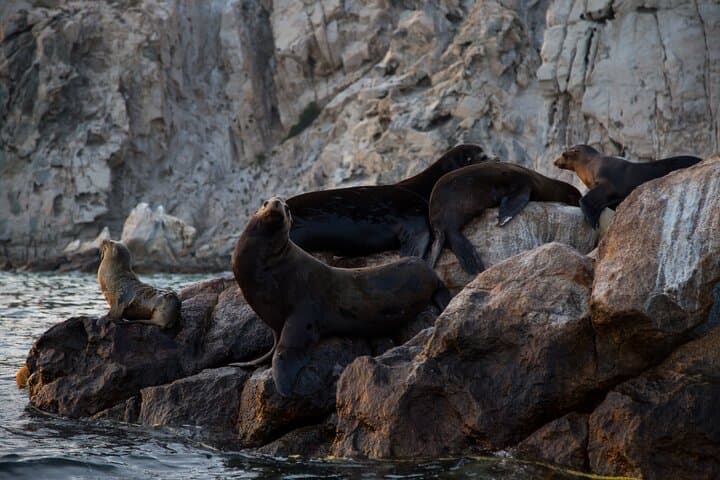 Cabo San Lucas Whale Watching: Arch, Sea Lions & Humpbacks photo 5
