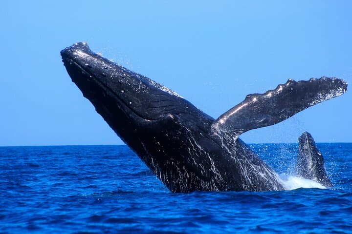 Cabo San Lucas Whale Watching: Arch, Sea Lions & Humpbacks photo 6