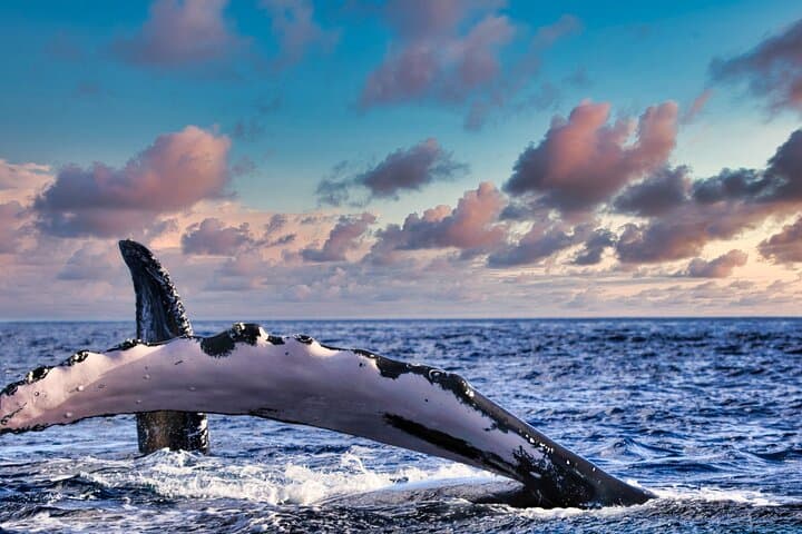 Private Waikiki Whale Watching Yacht Cruise: Humpbacks & Ocean Wildlife photo 5