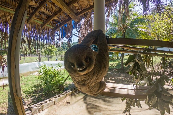 Roatán Sloth & Monkey Sanctuary Tour with West Bay Beach and Chocolate Factory