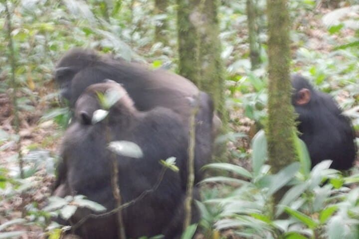 4-Day Gorilla and Chimp Trek Safari in Bwindi and Kibale photo 3